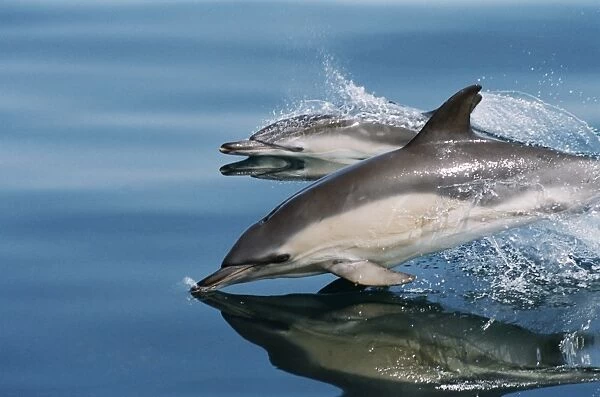 Common dolphins (Delphinus delphis) surfacing at speed in very calm waters. Eye, beak, flipper and dorsal fin visible above the surface. Hebrides, West coast of Scotland