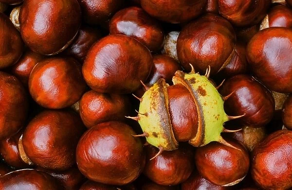 Conkers or Horse Chestnuts in Autumn