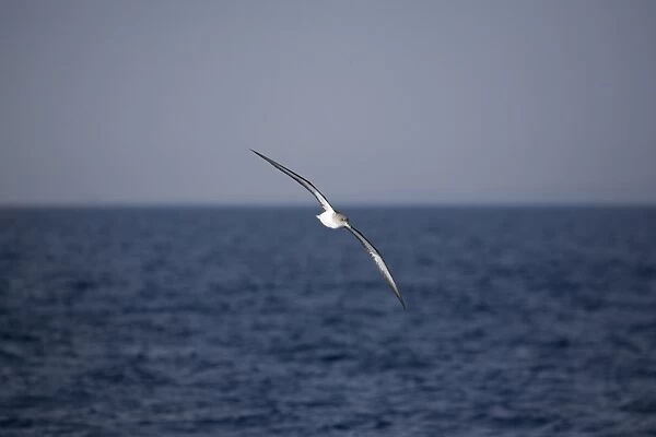 Corys Shearwater (Calonectris diomeda) flying. Greece, Eastern Med