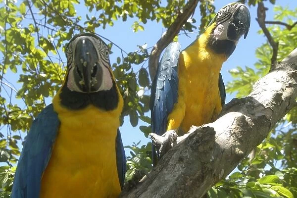 Couple of macaws (Ara ararauna) eating on a mango tree, southern Pantanal, Mato Grosso do Sul, Brazil