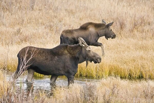 Cow and calf moose (Alces alces shirasi) feeding near the Gros Ventre river just outside of Grand Teton National Park, Wyoming, USA. The moose is actually the largest member of the deer family