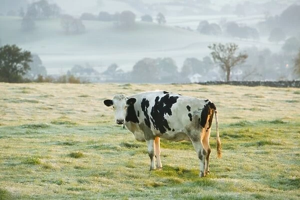 A cow in a frosty field near Kendal Cumbria UK