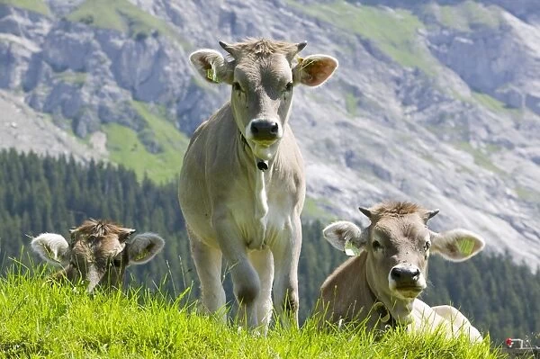 Cows in an alpine pasture above Flims Switzerland