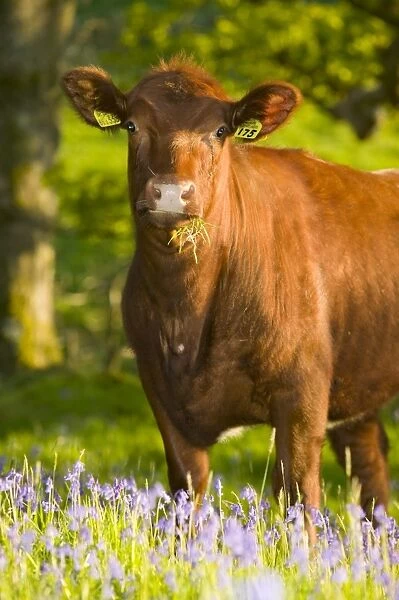 Cows in Bluebells in Spring near Ambleside UK