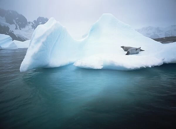 Crabeater seals (Lobodon carcinophaga) resting on ice floe, Antarctica