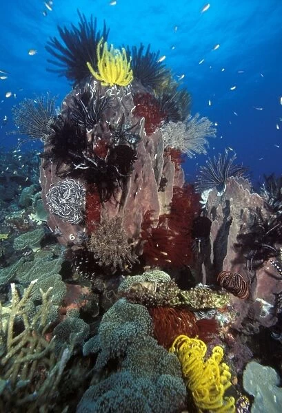Crinoid-encrusted sponge, reef. Indo Pacific Papua New Guinea