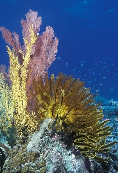 Crinoids & soft corals on reef. Indo Pacific