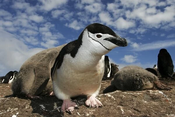 Curious adult chinstrap penguin (Pygoscelis antarctica) inspects the camera on Deception Island, Antarctica