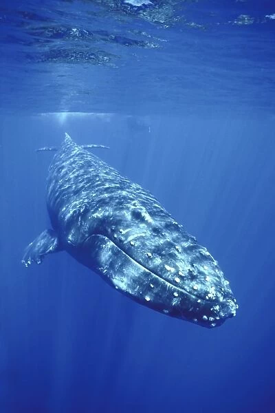 Curious adult Humpback Whale (Megaptera novaeangliae) underwater in the AuAu Channel between Maui and Lanai in Hawaii, USA. Pacific Ocean
