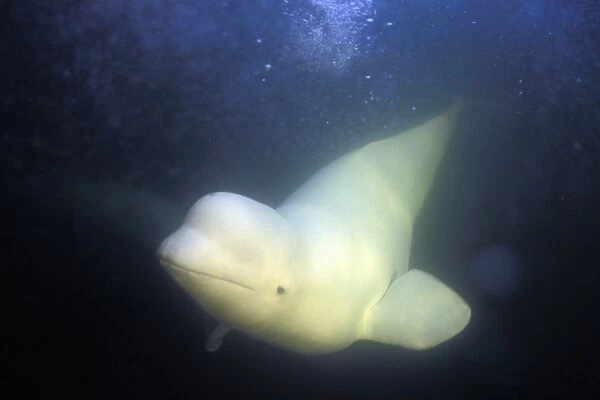 Curious Beluga (Delphinapterus leucas) approach underwater in the Churchill River, Hudson Bay, Manitoba, Canada