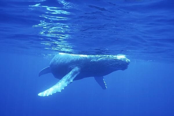 Curious calf Humpback Whale (Megaptera novaeangliae)approaches camera underwater in the AuAu Channel, Maui, Hawaii