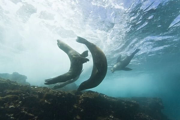 Curious Galapagos sea lions (Zalophus wollebaeki) underwater at the Guy Fawkes Islets near Santa Cruz Island in the Galapagos Island Archipeligo, Ecuador. Pacific Ocean. The majority of the Galapagos Sea Lion population is protected, as the islands