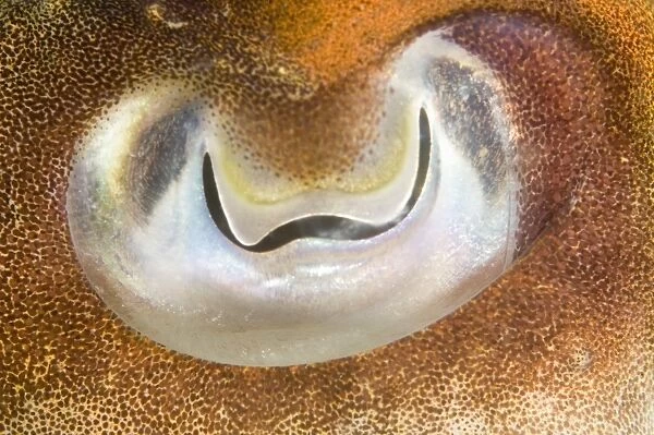 Cuttlefish (Sepia officinalis) Close up of eye Babbacombe, Torquay, South Devon, UK