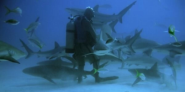 Diver feeding caribbean reef sharks, Carcharhinus perezi, Freeport, Bahamas (Caribbean) (rr)