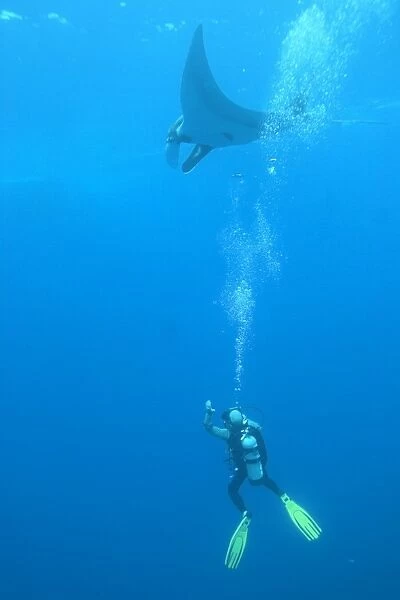 Diver underneath Manta ray (Manta birostris) Revillagigedo Islands, Mexico (RR)