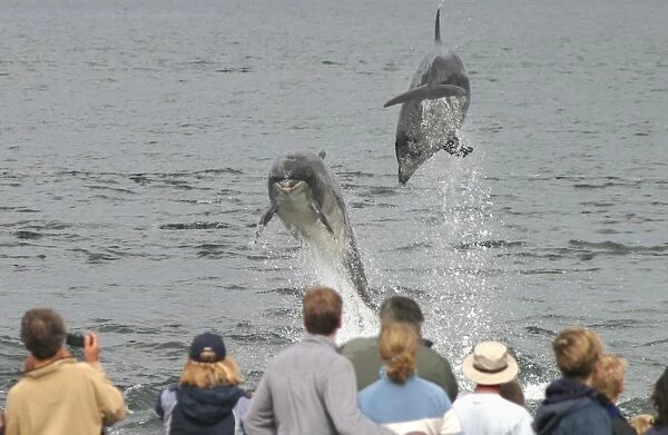 Dolphin watchers being eye balled by two leaping bottlenose dolphin (Tursiops truncatus truncatus) at Chanonry Point. Moray Firth, Scotland