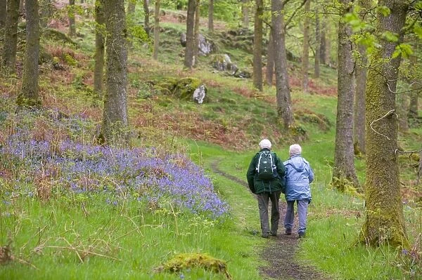 An elederly couple walking through a bluebell wood on the shores of Coniston Water UK