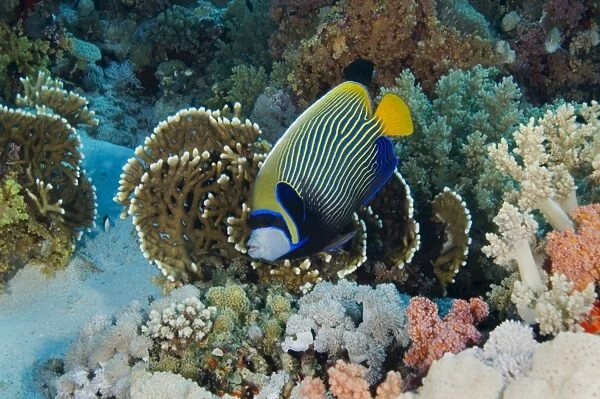 Emperor angelfish (Pomacanthus imperator) with coral garden background, Egyptian Red Sea, 29-6-07