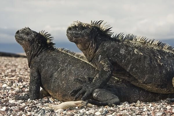 The endemic Galapagos marine iguana (Amblyrhynchus cristatus) in the Galapagos Island Archipeligo, Ecuador. This is the only marine iguana in the world, with many of the main islands having its own subspecies. Pacific Ocean. This iguana is