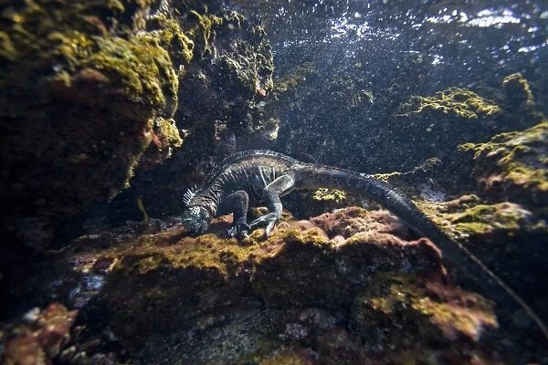 The endemic Galapagos marine iguana (Amblyrhynchus cristatus) foraging for algae underwater in the Galapagos Island Archipeligo, Ecuador. This is the only marine iguana in the world, with many of the main islands having its own subspecies