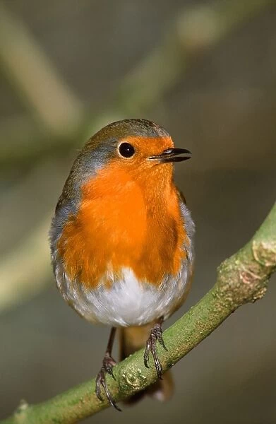 A European Robin