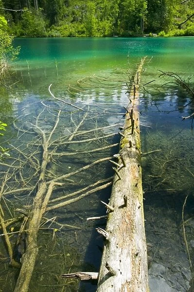 A fallen log in Lake Cresta near Flims Switzerland