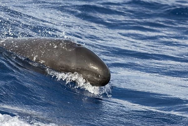 False killer whale (pseudorca crasidens). A false killer whale surges powerfully down the face a wave. The eye is shut and there is a small scar on the tip of the snout. Eastern