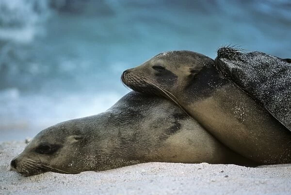 Female Galapagos sea lions lying on each other on beach. (Zalophus californianus wollbaeki). Gardner Bay, Espa ola Island, Galapagos