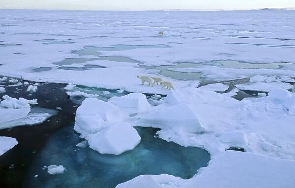Two female Polar Bears (Ursus maritimus) accompanied by two cubs each walking off from each other after having had a close met up. South of Nordaustlandet, Svalbard Archipelago, High Norwegian Arctic