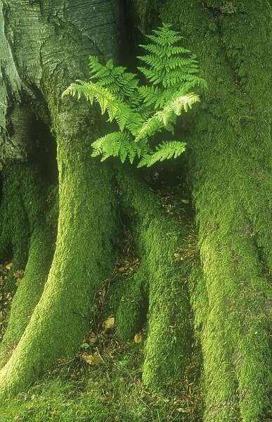 A fern growing in the base of a tree trunk, Lake district, UK