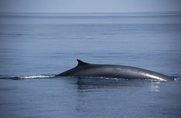 Fin Whale (Balaenoptera physalus) back and dorsal. Azores