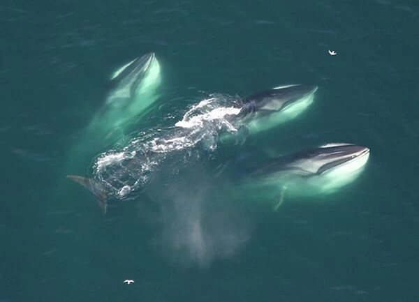 Three Finback whales. Gulf of Maine, USA (rr)