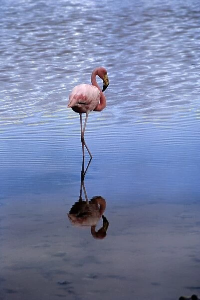 Flamingo walking in lagoon. (Phoenicopterus ruber). Punta Cormorant, Floreana Island, Galapagos, Ecuador