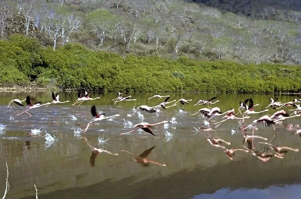 Flamingoes taking off. (Phoenicopterus ruber). Playa Espumilla, Santiago Island, Galapagos, Ecuador