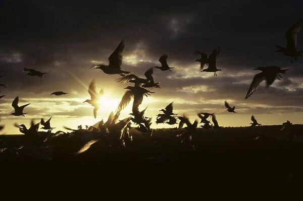 Flock of swallow-tailed gulls taking off into the sun. (Creagrus furcatus). South Plaza Island, Galapagos