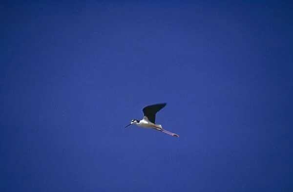 Flying black-necked stilt. (Haematopus palliatus). Punta Cormorant, Floreana Island, Galapagos, Ecuador
