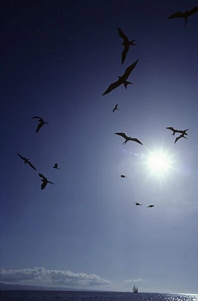 Flying frigatebirds circling over sea and sail boat. (Fregata magnificens). Off Santa Cruz Island, Galapagos
