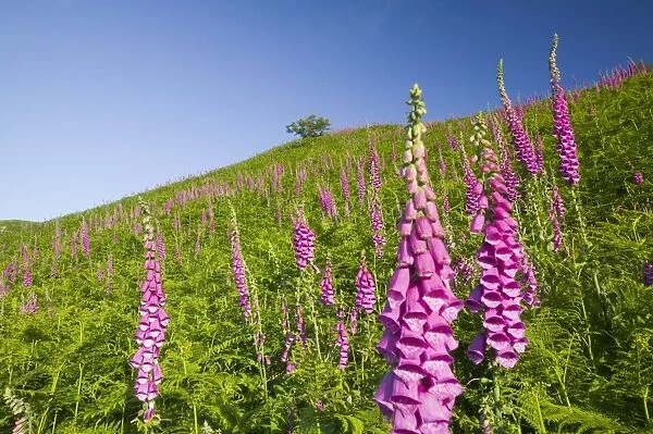 Foxgloves growing on the fellside above Grasmere in the Lake District UK