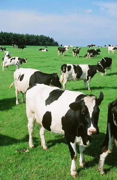 Friesen Cows on a farm near Clitheroe UK