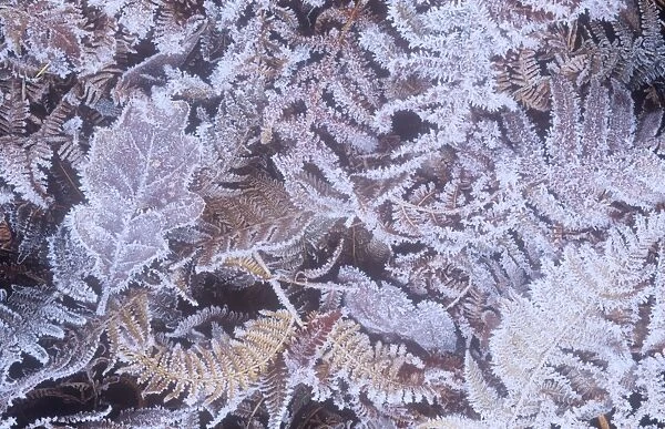 Frost on a forest floor in the Lake District, UK