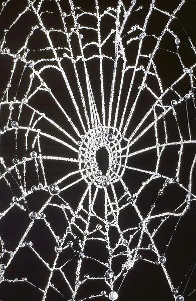 A frozen spiders web UK