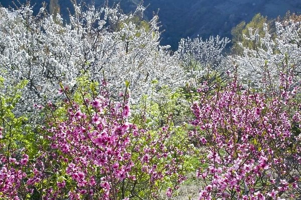 Fruit trees in blossom in Capileira in the Alpujarras in southern Spain