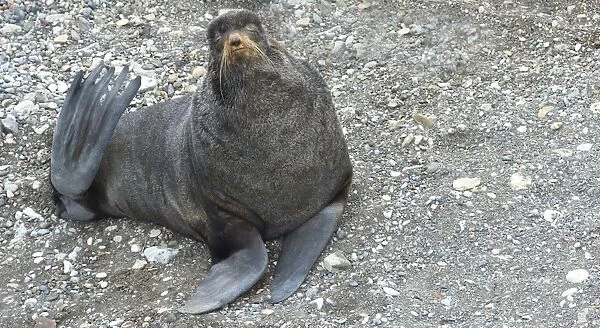 Fur Seal. Tyuleniy Island, Kuril Islands, Russia