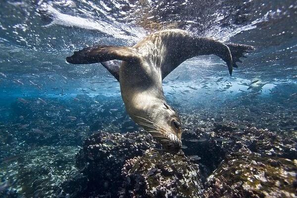 Galapagos sea lion (Zalophus wollebaeki) underwater at Champion Islet near Floreana Island in the Galapagos Island Archipeligo, Ecuador. Pacific Ocean. The majority of the Gal pagos Sea Lion population is protected, as the islands are a part of t