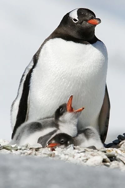 Gentoo penguin (Pygoscelis papua) parent with two downy chicks on Pleneau Island, near the Antarctic Peninsula