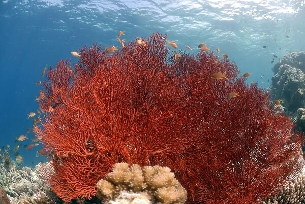Gorgonian sea fan, Sipadan, Sabah, Malaysia, Borneo, South-east Asia