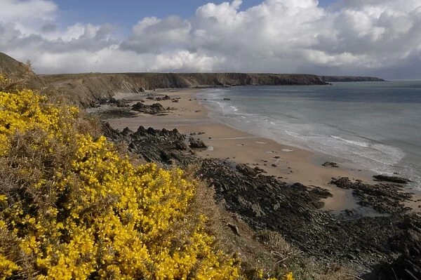 Gorse (Ulex europaeus) and Marloes Sands, Marloes, Pembrokeshire, Wales, UK, Europe