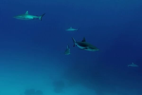 Gray reef sharks, Carcharhinus amblyrhynchos, glide over reef, Chuuk, Federated States of Micronesia, Pacific