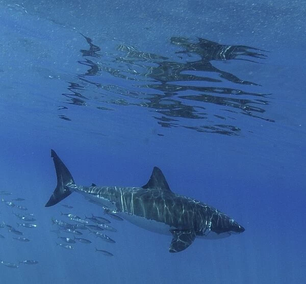 Great White Shark (Carcharodon Carcharias) swimming with shoal of fish Isla Guadalupe, Mexico