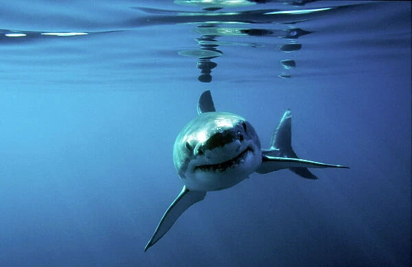 Great white shark swimming towards camera. (rr)